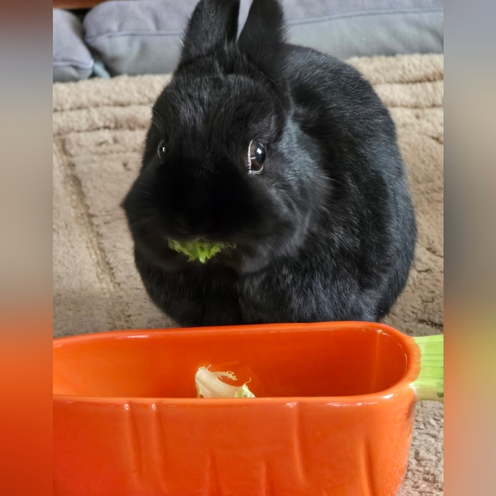 Meet your Posher, Melissa and quality inspector Norbit